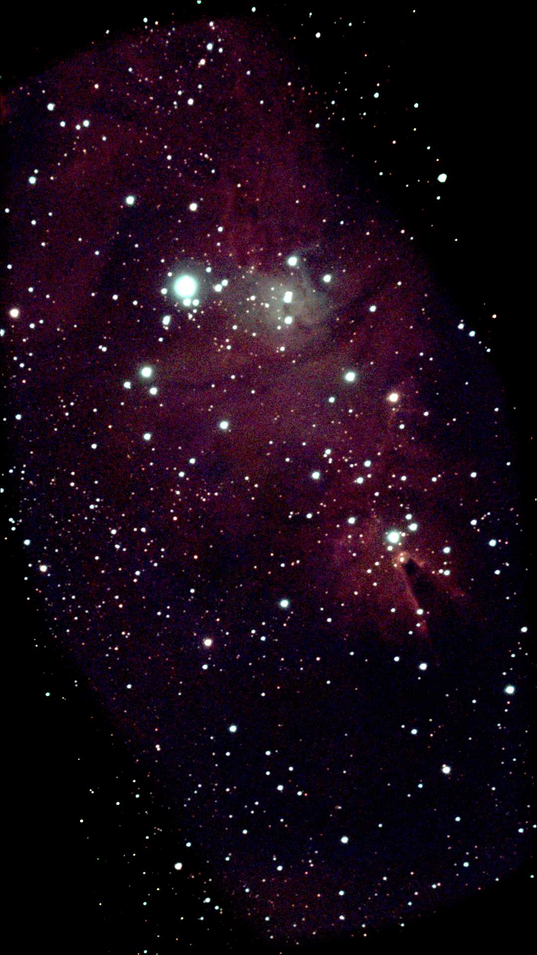 NGC 2264.jpg